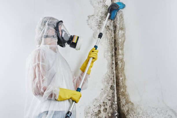 Best Certified Mold Removal  in Greensburg, IN