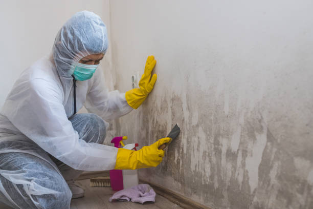 Best Emergency Mold Removal  in Greensburg, IN