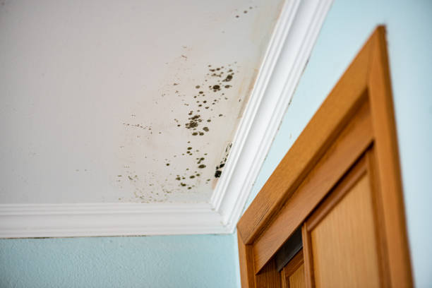 Best Local Mold Removal Service  in Greensburg, IN
