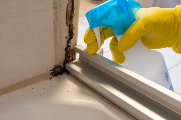 Mold Removal and Inspection in Greensburg, IN