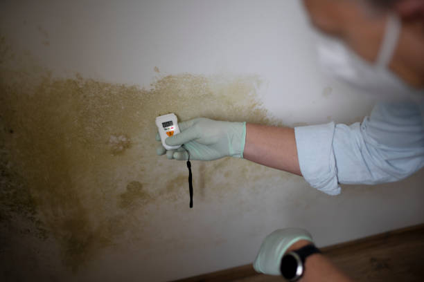 Best Affordable Mold Removal  in Greensburg, IN