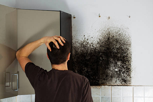 Professional Mold Removal in Greensburg, IN