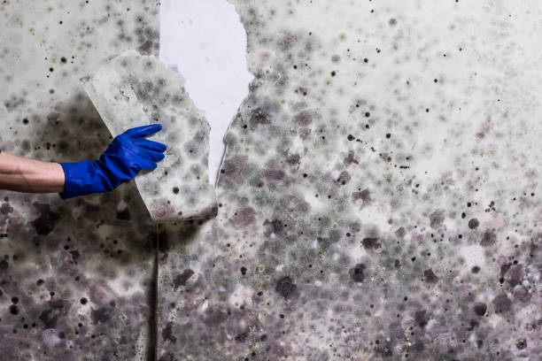 Best Mold Remediation  in Greensburg, IN